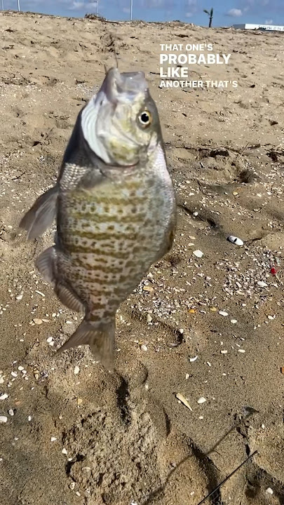 I caught a big Surf perch with a 5 inch bait 
