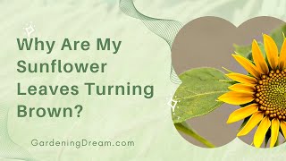 Why Are My Sunflower Leaves Turning Brown?