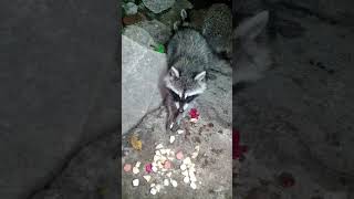 Baby Raccoon gets attitude over raspberries