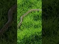 🐍#snake #nature