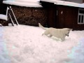 Swiss white shepherd puppy baldurfirst snow experience