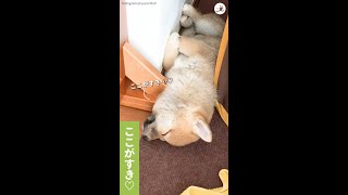【壁際にちんまり♪】柴犬ベビーちゃんのリラックスタイム…(*´艸｀)