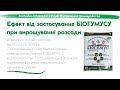 Ефект від застосування БІОГУМУСУ при вирощуванні розсади.