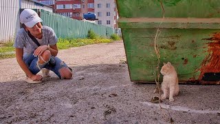 Stray Kitten Cried and Called his Mom Until Someone Heard him