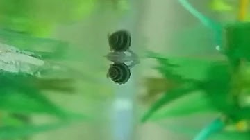 Why is my aquarium snail floating? top reasons why aquarium snails float on the aquarium surface