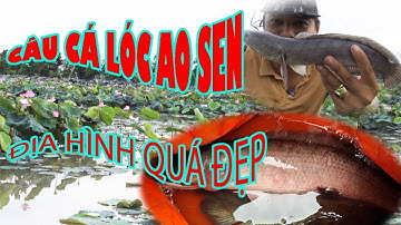 CÂU CÁ LÓC : ĐỊA HÌNH AO SEN QUÁ ĐẸP, ĐÓNG CÁ SƯỚNG TAY || #SNAKEHEAD #FISHING #CAUCA