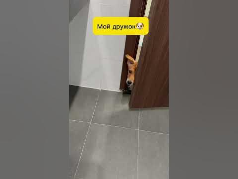 Видео снял пару недель назад Тедди уже на много больше🐶#щенок#топ # ...