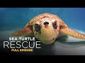 Sea Turtle Rehabilitation and Recovery