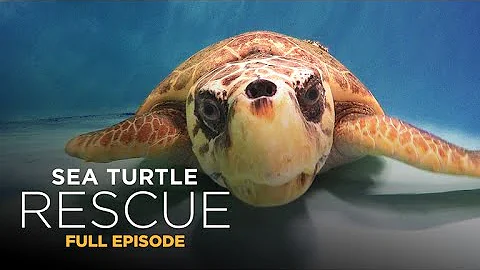 Sea Turtle Rescue 103: The Comeback - DayDayNews