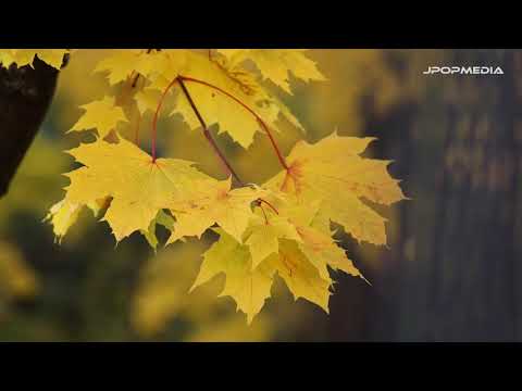DJ Okawari x Emily Styler - Over The Rain (FMV)