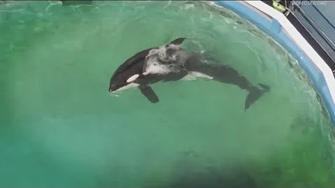 Southern resident orcas now considered an endangered species in Oregon