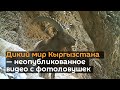 Дикий мир Кыргызстана — неопубликованное видео с фотоловушек