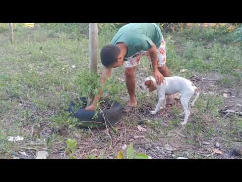 Vídeo: Linha Do Tempo Do Treinamento Básico Do Filhote: Como E Quando Começar