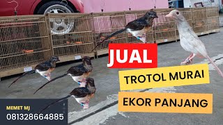 Ready Trotol Murai Ekor Panjang #burung #kicaumania #muraibatu #trotol #jual #cod #viral #hit #fyp