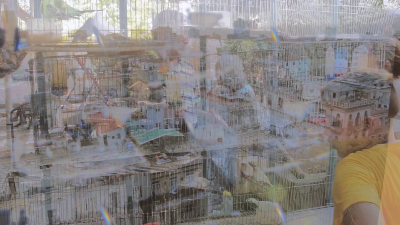 Watch Centro Acuatico - People's Palms on YouTube Watch Centro Acuatico - People's Palms on YouTube