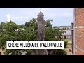 Ref:Fz7rtiJIbEs Le ch�ne millenaire d'allouville - r�gion haute-normandie - le monument pr�f�r� des fran�ais