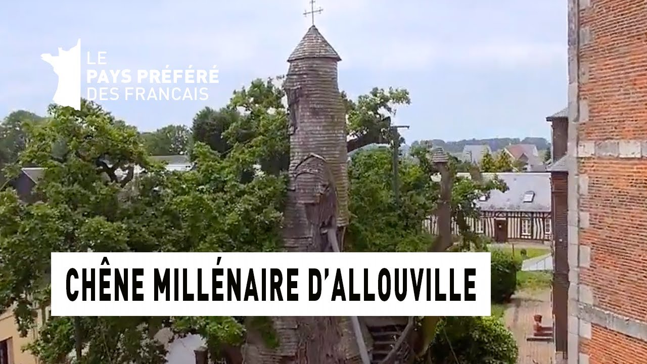 Le chêne millenaire d'Allouville - Région Haute-Normandie - Le Monument Préféré des Français