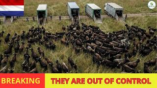 They RELEASED 3 ANIMAL SPECIES INTO DENSE GRASSLAND - What Happened Became A Disaster