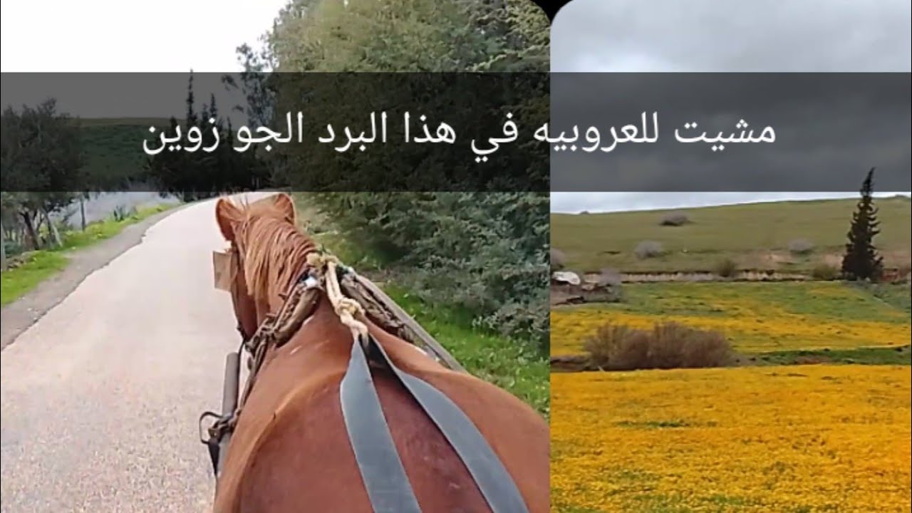 اجيو تشوفوا معيا طبيعة 🪷جاتني المشية على غفلة