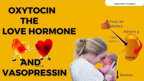 Function and Physiology of Oxytocin and Vasopressin Hormone