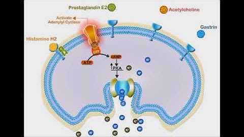 Proton Pump Inhibitors animation video