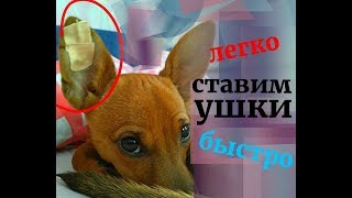 КАК ПОДКЛЕИТЬ УШИ той терьера, чихуахуа, пинчер, китайской хохлатой, шпиц, йорк.