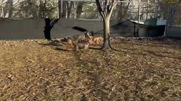 Playgroup: Indigo + Dodger + Macaulay + Luscious