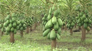 Hechos del Agro  Cosecha de papaya y coco enano