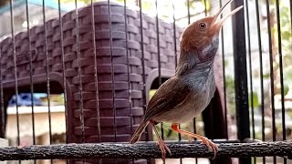 Panjang Suara Jernih l Masteran Burung Prenjak Betina Gacor Ngetir Panjang...