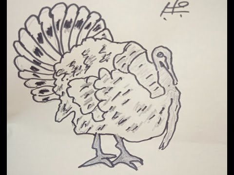 طريقة رسم الديك الرومى الشركسى