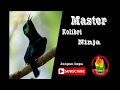 Master Kolibri Ninja Leptocoma Sperata Full Isian Durasi Panjang Mp3 - Mp4 Download