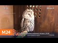 Антикафе с совами ополчилось на Центр реабилитации диких животных - Москва 24