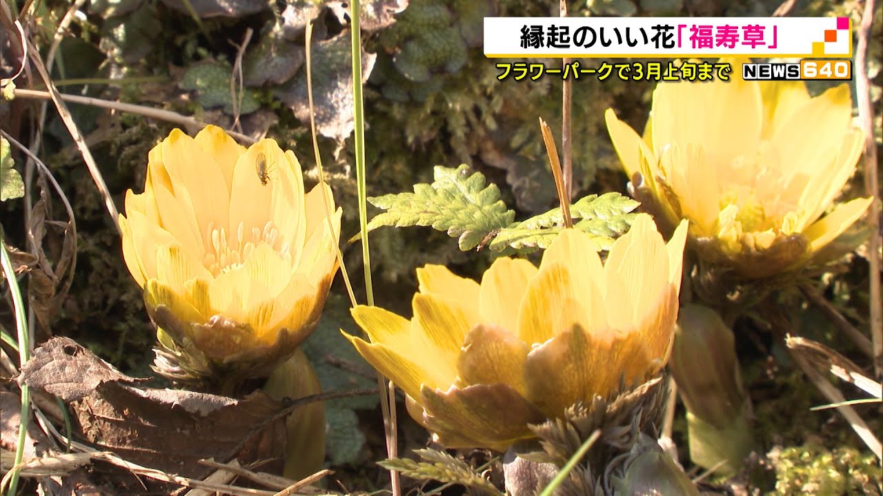 フラワーパークで 縁起のいい花 福寿草 の花咲く 静岡県 Youtube