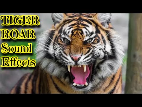 Sound Effect: Tiger Roar ~ Download #43562815