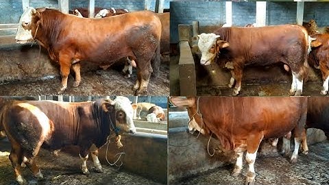 sapi sapi Potensi 1 ton juara kontes APPSI kelas pedetan