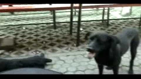 Easy Company - Papan Luncur (Promo Videos)