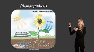 Photosynthesis