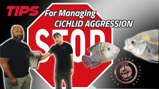 How we manage CICHLID AGGRESSION!