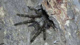 Tarantulas  befriend Toads Tarantulas Keep Frogs As Pets