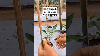 cara ampuh mengatasi virus gemini/bule pada tnaman cabe#petanimilenial #petanicabaisukses #shortfeed