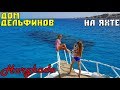 Бухта с Дельфинами в Хургаде / Плаваем с дикими дельфинами