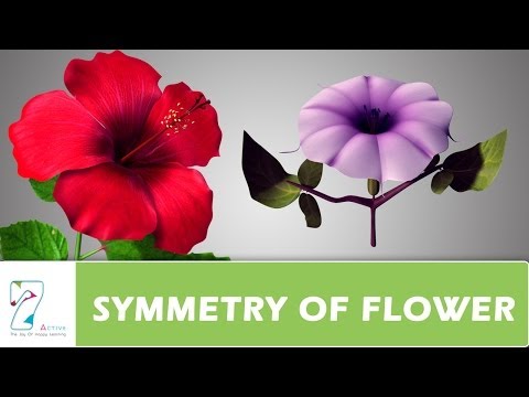 Video: Razlika Između Actinomorphic I Zygomorphic Flower