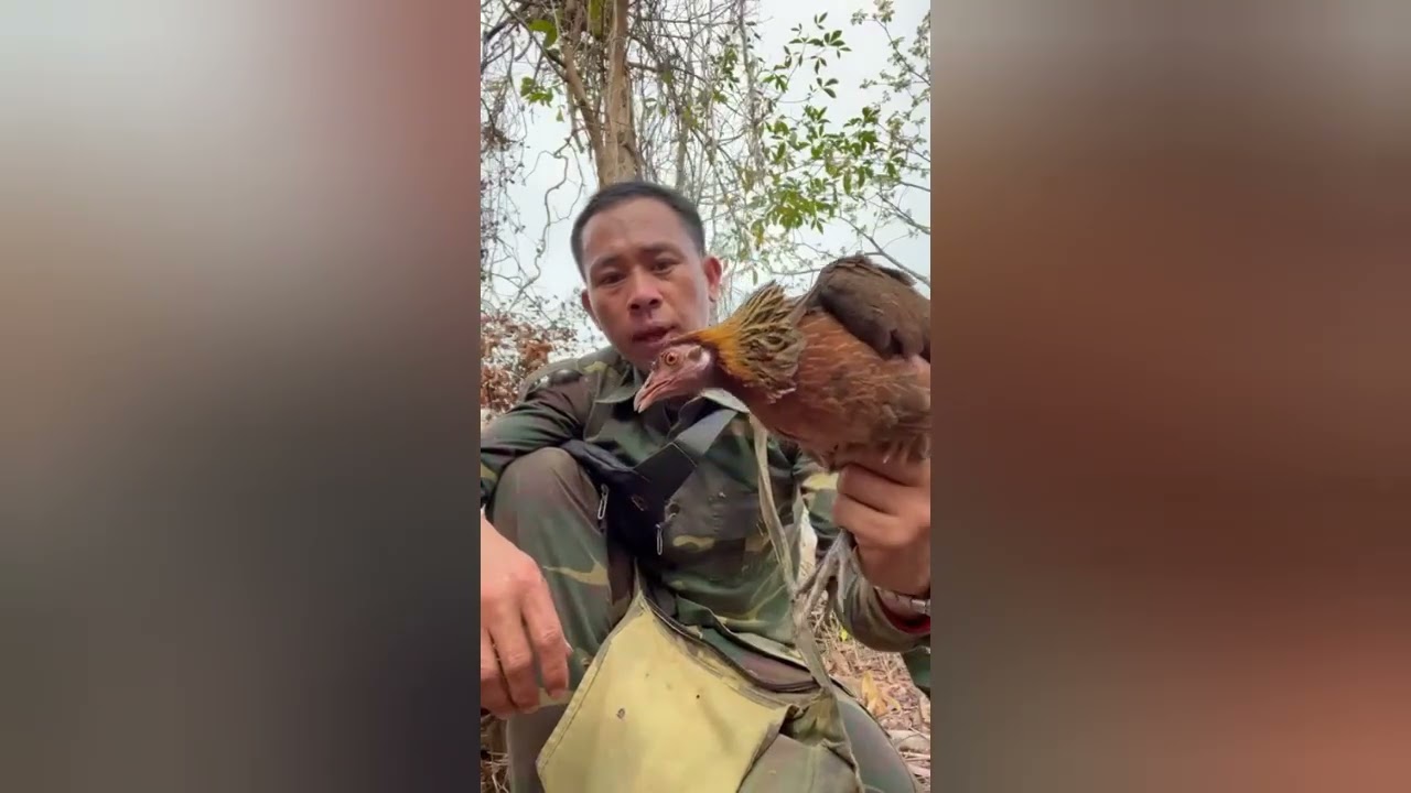 ต่อไก่ได้หลายโต