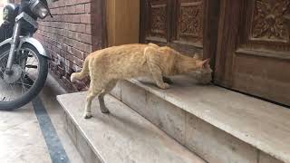 Hungry wild cat crying to go in the house by LONDONISM 13 views 3 weeks ago 2 minutes, 5 seconds