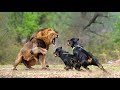 14 Fearless Dog Breeds That Can Protect You From Tigers, Lions, Panthers I Supreme Protection Dogs