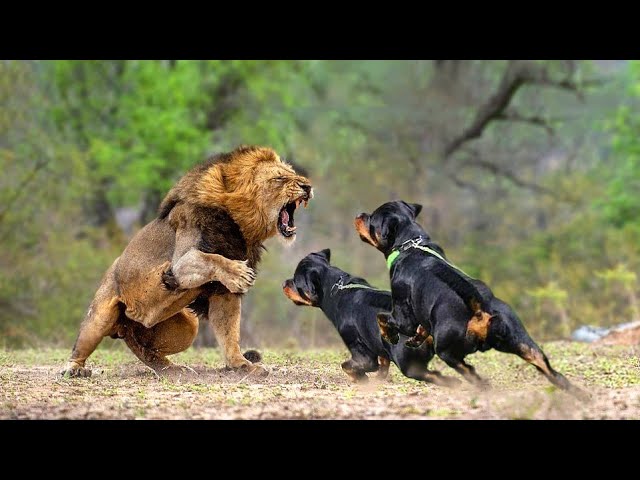 can rottweiler kill a lion? 2