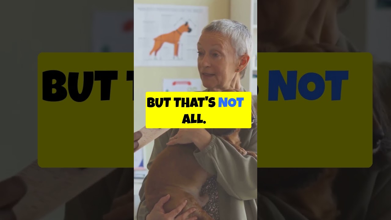 Why use Pin Paws Insurance  