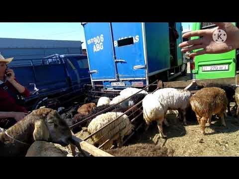 Мал базар кчр. Базар баран таджикистан. Мал базар кыргызстан. Баран базар. Мал базар кчр.