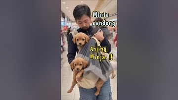 "Dijamin Ngakak! Aksi Kocak Anjing di Eskalator" #shorts #hewanlucu