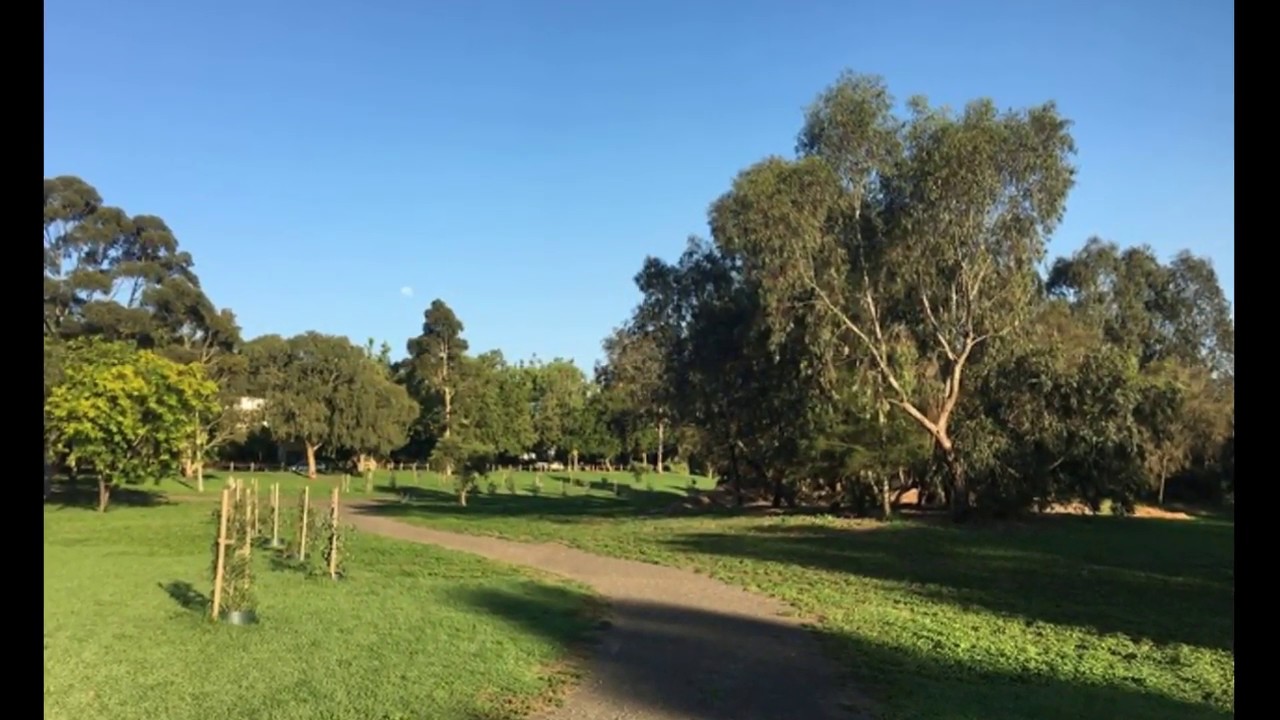 Travancore Park Dog Off Leash Area (Flemington) YouTube